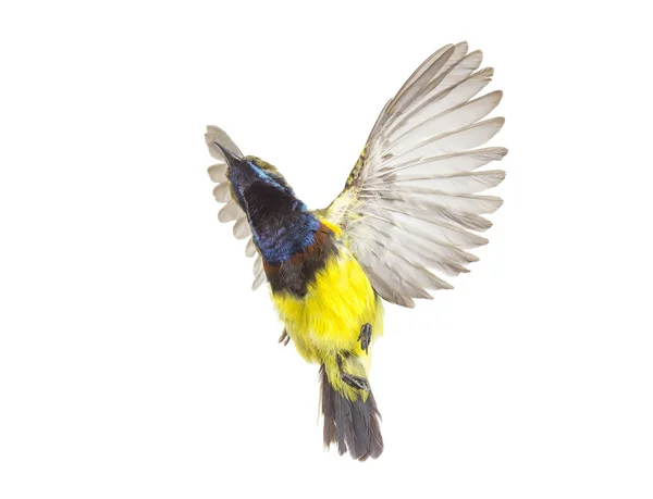 Gyönyörű repülő madár (Olive-támogatott Sunbird) izolátum fehér ba — Stock Fotó