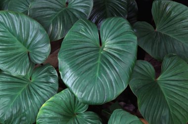 yeşil yapraklar arkaplan,