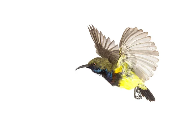 Gyönyörű repülő madár (Olive-támogatott Sunbird) izolátum fehér ba — Stock Fotó