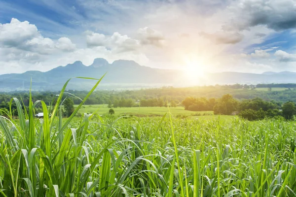 Zuckerrohrfeld bei Sonnenuntergang. Zuckerrohr ist ein Gras aus Poaceae famil — Stockfoto