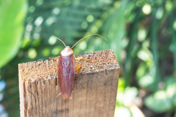 Kakkerlak op houten, natuur onscherpe achtergrond. — Stockfoto