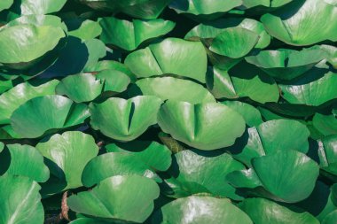 Lotus yaprakları bir damla suyla birlikte. Doğu bahçesi. Doğal exoti.