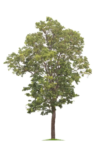 Isolierter großer Baum auf weißem Hintergrund. — Stockfoto