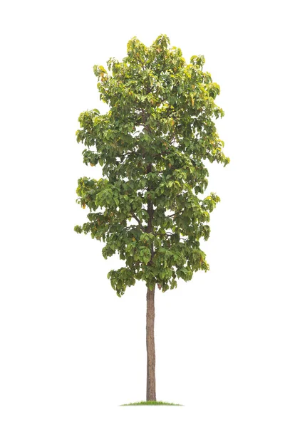 Isolierter großer Baum auf weißem Hintergrund. — Stockfoto