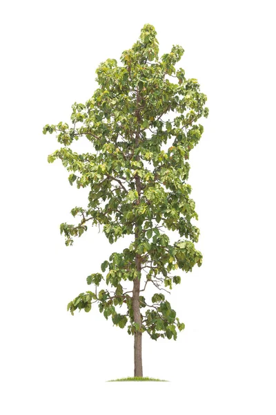 Isolierter großer Baum auf weißem Hintergrund. — Stockfoto