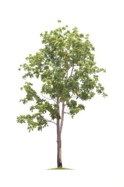  beyaz arkaplanda izole edilmiş büyük ağaç. 