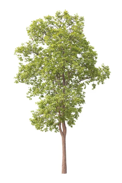 Isolierter großer Baum auf weißem Hintergrund. — Stockfoto