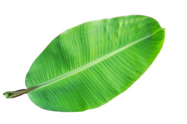 Beyaz arkaplanda muz yaprağı izole, 