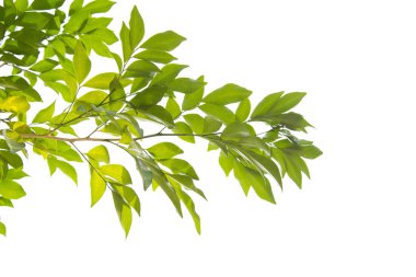 Yeşil yapraklar, güneş ışığı, Beyaz Arka Plan izole yansıması.