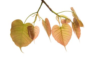 Bodhi beyaz arkaplanda ya da Peepal Leaf üzerinde izole bırakılır