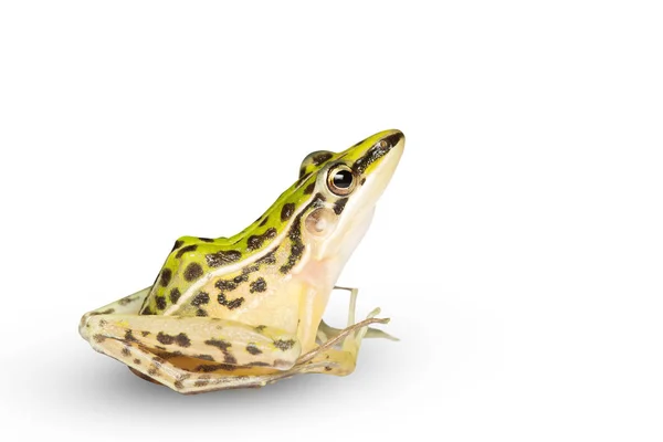 Een prachtige gemeenschappelijke groene water kikker. geïsoleerd op witte backgroun — Stockfoto