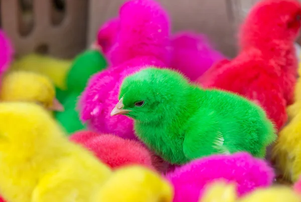 Coloridos polluelos aislados en blanco . —  Fotos de Stock