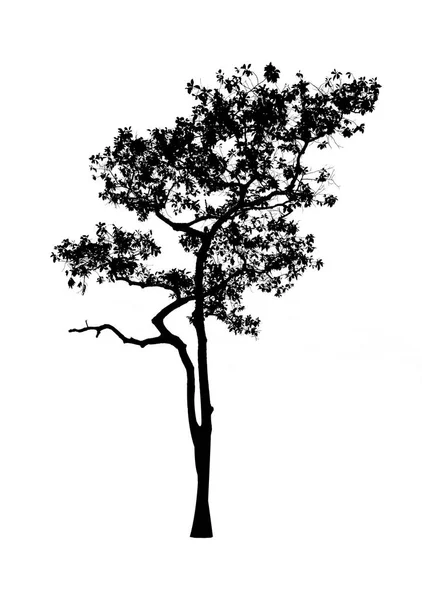 Isolated black  tree silhouettes on white background. Stock Image