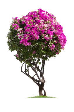 Bougainvillea, Tako ağaçları bükülüyor. Beyaz arka Grou 'da izole edilmiş ağaç.