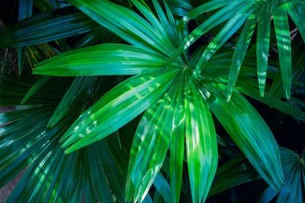 Hojas de palma tropical sobre fondo oscuro , —  Fotos de Stock