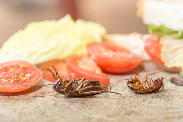 Dode kakkerlak, Het probleem in huis door kakkerlakken — Stockfoto