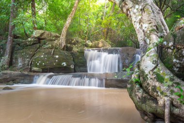 Orman. Dağlardaki yağmur ormanlarından geliyor. 