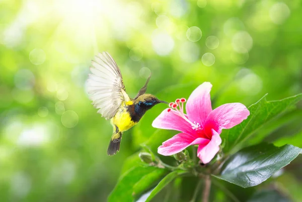 Pássaro voador bonito (Olive-backed Sunbird), bela mosca pássaro — Fotografia de Stock