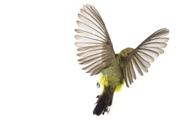 Pássaro voador bonito (Olive-backed Sunbird) isolado em White Ba — Fotografia de Stock