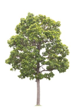  beyaz arkaplanda izole edilmiş büyük ağaç. 