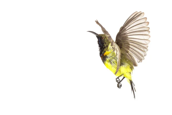 Gyönyörű repülő madár (Olive-támogatott Sunbird) izolátum fehér ba — Stock Fotó