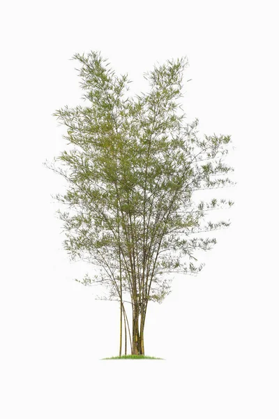 Бамбук. Изолированное дерево на белом фоне . — стоковое фото