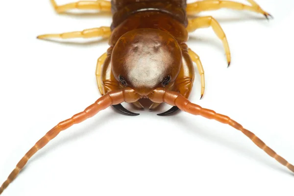 Mille-pattes (Scolopendra sp.) dormir sur fond blanc . — Photo