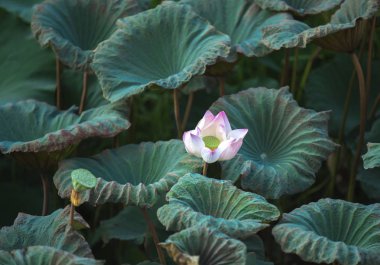 Lotus Flower.Background lotus yaprağı ve lotus tomurcuk ve lotu olduğunu