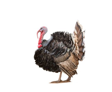 Türkiye beyaz arkaplanda izole edildi. 