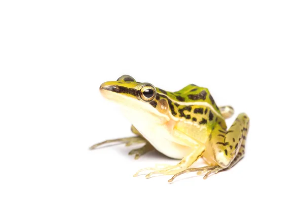 Una hermosa rana de agua verde común. aislado sobre fondo blanco — Foto de Stock