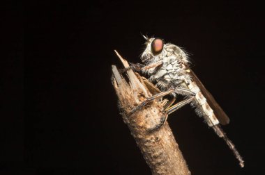 böcek makro vahşi vurdu. Gözün yakın detayı çok küçük.