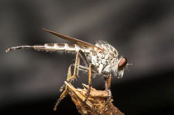 Insektenmakro in freier Wildbahn geschossen. Nahaufnahme Detail des Auges ist sehr klein. — Stockfoto