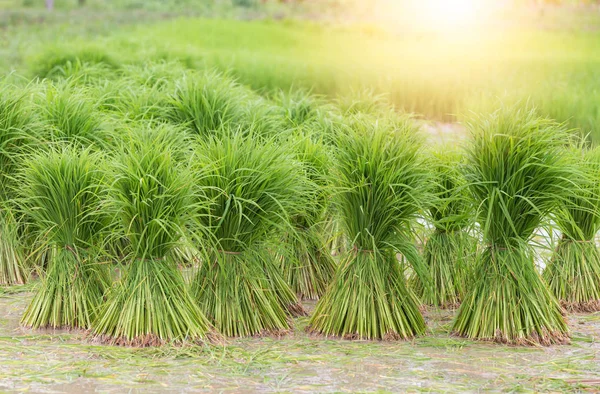 Rice fields, terraces, plantation, farm. An organic asian rice f