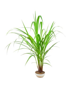 Yeşil Çim Sınır beyaz arka plan üzerinde izole. ( Paragrass, bu