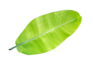Beyaz arkaplanda muz yaprağı izole, 