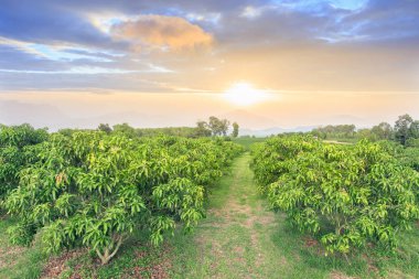 Mango tarlası, mavi gökyüzü geçmişe sahip mango çiftliği.