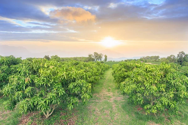 Mango tarlası, mavi gökyüzü geçmişe sahip mango çiftliği.