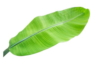 Beyaz arkaplanda muz yaprağı izole, 