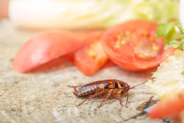 Problemet i huset på grund av kackerlackorna bor i ki — Stockfoto