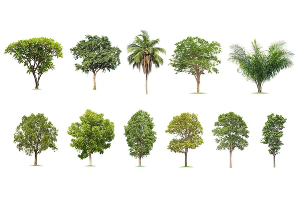  Beyaz Arkaplan 'da izole edilmiş büyük bir ağaç. Ağaç koleksiyonu.