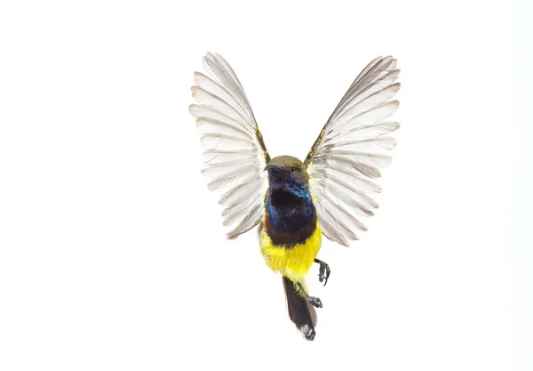 Hermoso pájaro volador (Sunbird con respaldo de olivo ) — Foto de Stock