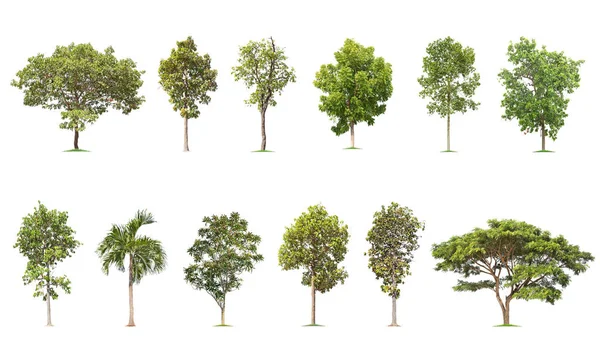 Isolated big tree on white background ,The collection of trees.