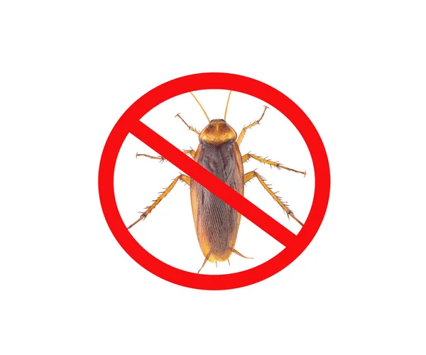 Gambar kecoa dengan tanda merah dilarang, terisolasi di atas putih — Stok Foto