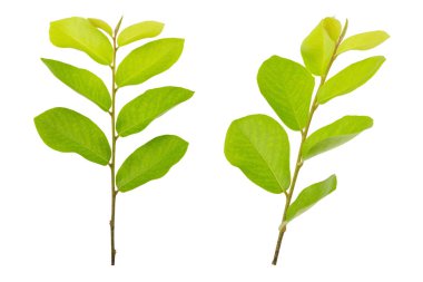 Yeşil yapraklar, güneş ışığı, Beyaz Arka Plan izole yansıması.