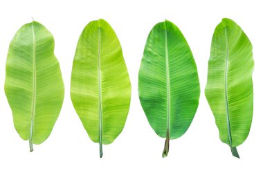 İzole edilmiş muz yaprağı ve beyaz arka plan. B 'nin koleksiyonu