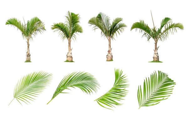 Kokosové a palmové stromy, Palmové listy Izolovaný strom na bílém backgro — Stock fotografie