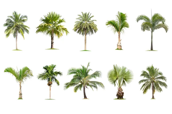 Kokosové a palmy Izolovaný strom na bílém pozadí, c — Stock fotografie