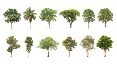  Beyaz Arkaplan 'da izole edilmiş büyük bir ağaç. Ağaç koleksiyonu.