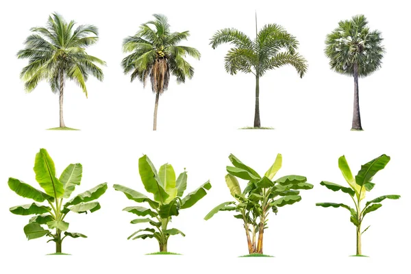 Kokosnöt och palm, Bananträd Isolerat träd på vit bakgrund — Stockfoto