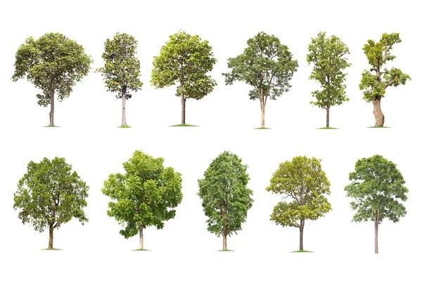  isolated big tree on White Background. The collection of trees.